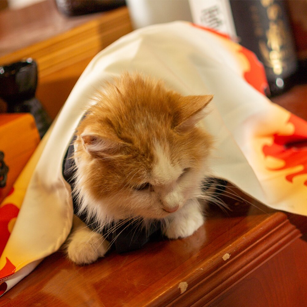 Anime Hunter Pet Cap